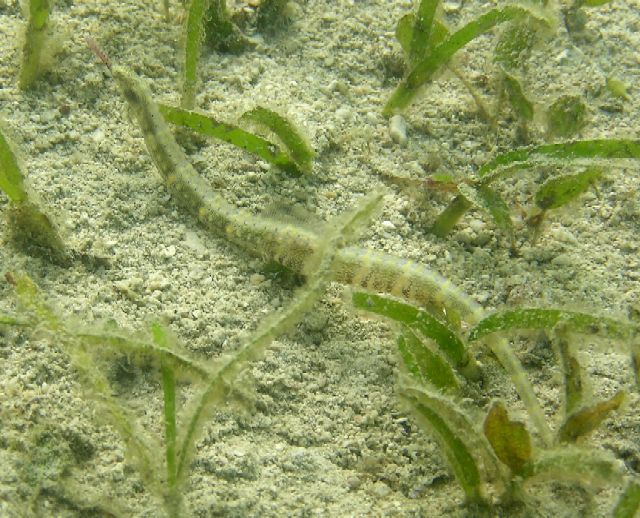 Corythoichthys intestinalis 00378.JPG